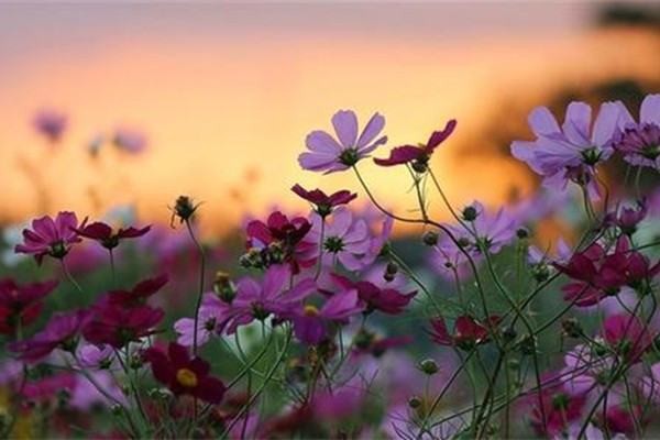 如何让自己的微信账号又靓又短又好记