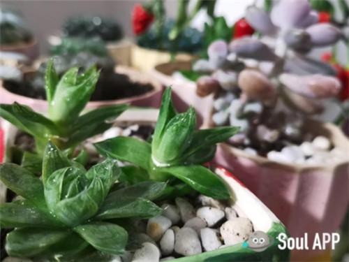 结婚后他瞒着老婆偷偷在Soul写下893封情书