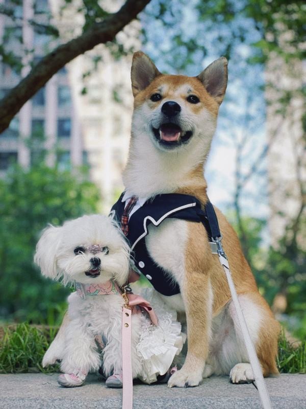 新手养狗有什么需要特别注意的